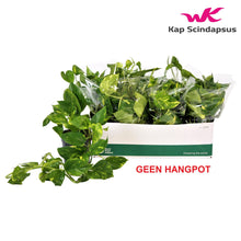 Kamerplant - Scindapsus (Epipremnum) Aureum - Pot Ø 15cm Hoogte ↕ 35cm