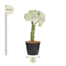 Kamerplant - Euphorbia lactea Cristata wit - Pot Ø 10,5cm Hoogte ↕ 30cm