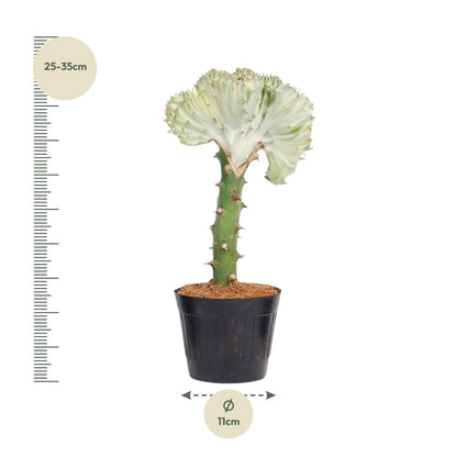 Kamerplant - Euphorbia lactea Cristata wit - Pot Ø 10,5cm Hoogte ↕ 30cm