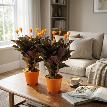 Kamerplant 2x Calathea Crocata - Pot Ø 14cm Hoogte ↕ 40-45cm