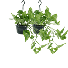 Kamerplant 2x Epipremnum Aureum - Scindapsus - Pot Ø 15cm Hoogte ↕ 25cm