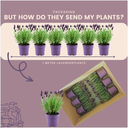 Buitenplant 24x Lavandula stoechas Anouk® - Bloeiend - Pot Ø 12cm Hoogte ↕ 25cm
