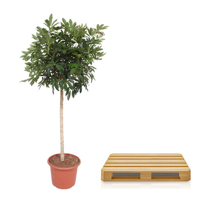 Kamerplant - Schefflera Arboricola Compacta Boom - Pot Ø 45cm Hoogte ↕ 190cm