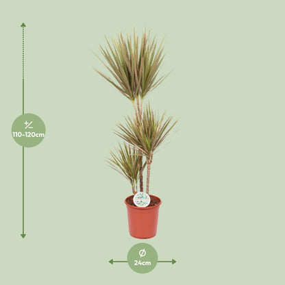 XL kamerplant - Dracaena Bicolor - Pot Ø 24cm Hoogte ↕ 115cm