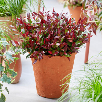 Buitenplant - Leucothoe 'Little Flame' - Groenblijvend - Pot Ø 17cm Hoogte ↕ 40cm