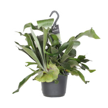 Kamerplant - Platycerium Bifurcatum - Pot Ø 17cm Hoogte ↕ 30cm