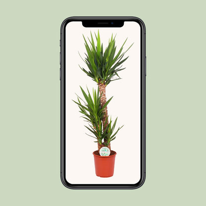 XL plant - Yucca Elephantipes - Pot Ø 24cm Hoogte ↕ 125cm