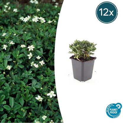 Buitenplant 12x Potentilla tridentata 'Nuuk' - Winterhard - Pot Ø 9cm Hoogte ↕ 10-25cm