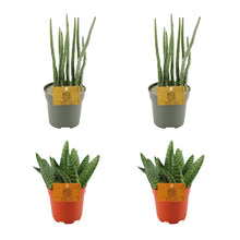 Kamerplant 4 stuks - 2x Aloe Paradisicum + 2x Senecio Stapeliaeformis - Pot Ø 10.5cm Hoogte ↕ 10cm