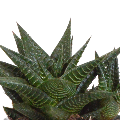 Kamerplant 3x Gasteria/Haworthia mix - Inclusief sierpot - Pot Ø 8,5cm