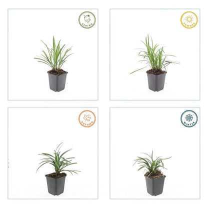 Buitenplant 24x Liriope muscari 'Moneymaker' - Pot Ø 9cm Hoogte ↕ 10-25cm