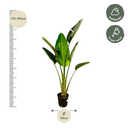 XL Kamerplant - Strelitzia Augusta - Pot Ø 30cm Hoogte ↕ 180cm