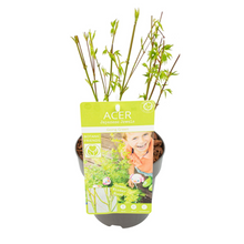 Buitenplant - Acer palm. 'Going Green' - Pot Ø 15cm Hoogte ↕ 50cm