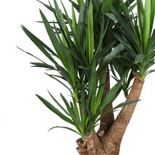 XL plant - Yucca - Pot Ø 27cm Hoogte ↕ 105cm