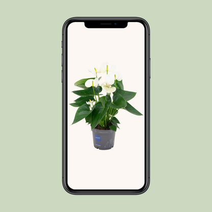 Kamerplant - Anthurium White - Bloeiend - Pot Ø 12cm Hoogte ↕ 43cm