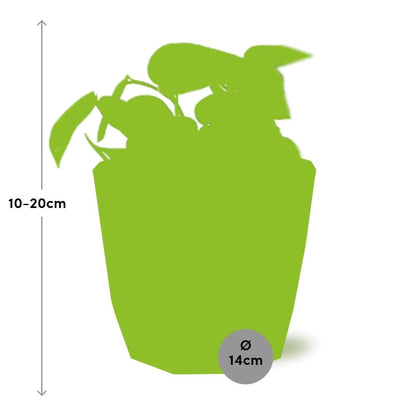 Kamerplant - Scindapsus Pictus 'Trebie' - Hangplant - Pot Ø 14cm