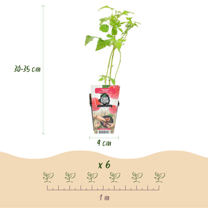 Buitenplant 3x Rubus idaeus 'Ottawa' - Winterhard - Pot Ø 9cm Hoogte ↕ 30cm