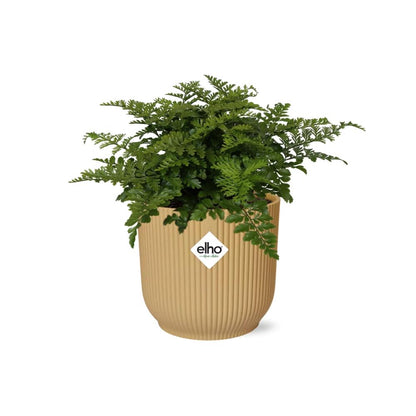Kamerplant - Asplenium Parvati - Pot Ø 14cm