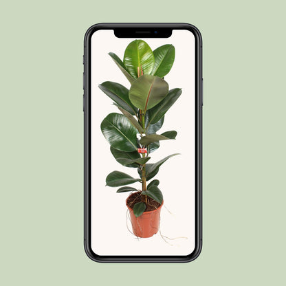 Kamerplant - Ficus Elastica Robusta - Hoogte ↕ 35-95cm
