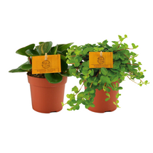 Kamerplant 2x Peperomia Duo 1.0 - Pot Ø 10,5cm Hoogte ↕ 15cm