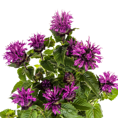 Buitenplant - Monarda Didyma Purple - Bloeiend - Pot Ø 19cm Hoogte ↕ 45-60cm