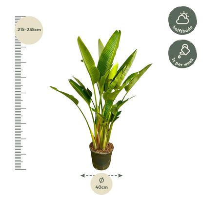 XL kamerplant - Strelitzia Augusta multi stam - Pot Ø 32cm Hoogte ↕ 225cm