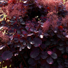 Buitenplant - Cotinus coggyria 'Royal Purple' - Bladverliezend - Pot Ø 12cm Hoogte ↕ 35cm