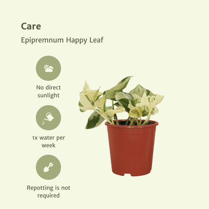 Kamerplant 4x Epipremnum Happy Leaf - Pot Ø 12cm Hoogte ↕ 15cm