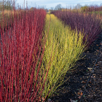 Buitenplant 3x Cornus alba Tricolour - Pot Ø 17cm Hoogte ↕ 45cm