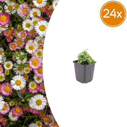 Buitenplant 24x Erigeron karvinskianus - Bloeiend - Pot Ø 9cm Hoogte ↕ 10-25cm