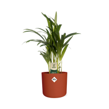 Kamerplant - Dypsis Lutescens (Areca) - Met sierpot - Pot Ø 12cm