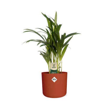 Kamerplant - Dypsis Lutescens (Areca) - Met sierpot - Pot Ø 12cm