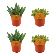 Kamerplant 4x combinatieset - 2x Aloe Paradisicum + 2x Hylocereus Undatus - Pot Ø 10.5cm Hoogte ↕ 10cm