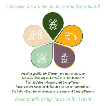Buitenplant - Acer palmatum Seiryu - Bladverliezend - Pot Ø 12cm Hoogte ↕ 35cm