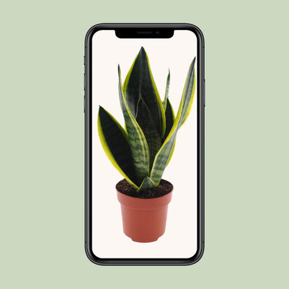 Kamerplant - Sansevieria Futura Superba - Pot Ø 12cm Hoogte ↕ 30cm