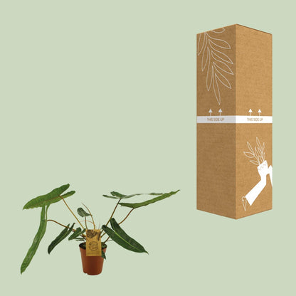Kamerplant - Philodendron Billetiae - Pot Ø 15cm Hoogte ↕ 50cm