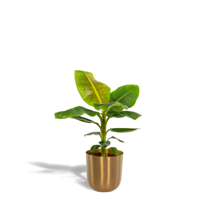 Kamerplant - Musa Dwarf Cavendish - Inclusief sierpot - Pot Ø 21cm Hoogte ↕ 90cm