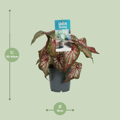 Kamerplant - Caladium Bicolor - Pot Ø 12cm Hoogte ↕ 25cm