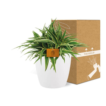 Kamerplant - Chlorophytum Ocean - Pot Ø 16cm Hoogte ↕ 15cm