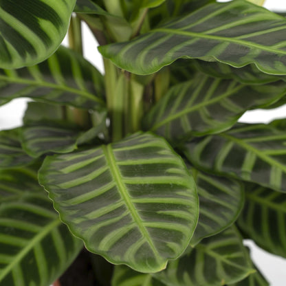 Kamerplant - Calathea Zebrina - Pot Ø 19cm Hoogte ↕ 80cm