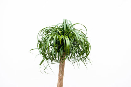 XL kamerplant - Beaucarnea - Hoogte ↕ 200cm