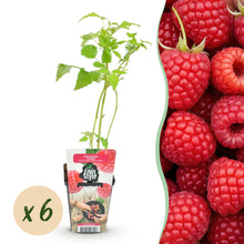 Buitenplant 6x Rubus idaeus Ottawa - Rode Framboos - Winterhard - Pot Ø 9cm