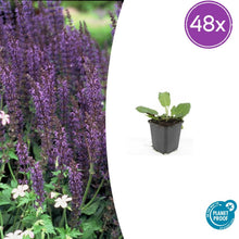 Buitenplant 48x Salvia nem. 'Mainacht' - Bloeiend - Pot Ø 9cm Hoogte ↕ 10-25cm