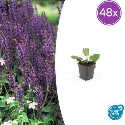 Buitenplant 48x Salvia nem. 'Mainacht' - Bloeiend - Pot Ø 9cm Hoogte ↕ 10-25cm