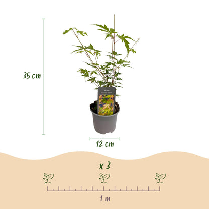 Buitenplant - Acer palmatum 'Sangokaku' - Pot Ø 12cm Hoogte ↕ 35cm