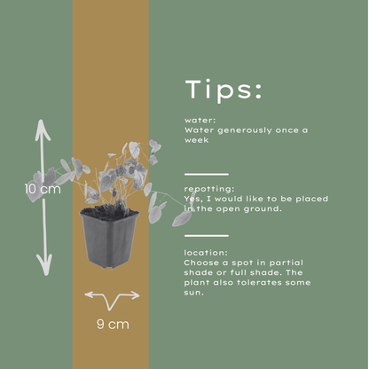 Buitenplant 24x Epimedium y. 'Niveum' - Pot Ø 9cm Hoogte ↕ 10-25cm