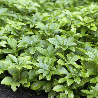 Buitenplant 48x Pachysandra terminalis 'Green Carpet' - Bodembedekker - Pot Ø 9cm Hoogte ↕ 10-25cm