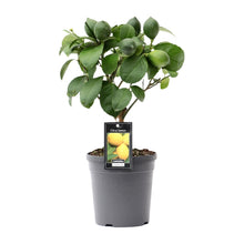 Kamerplant - Citrus Lemon op Stam - Pot Ø 15cm Hoogte ↕ 35cm
