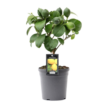Kamerplant - Citrus Lemon op Stam - Pot Ø 15cm Hoogte ↕ 35cm