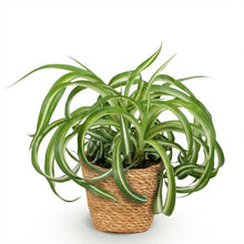 Kamerplant - Chlorophytum comosum Bonnie - Krullende Graslelie - Pot Ø 12cm Hoogte ↕ 20cm